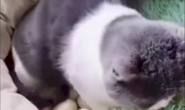 Кот сидит на яйцах