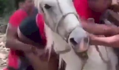 Бедная лошадка..