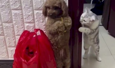 На двух лапках может не заметить