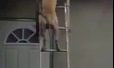 Собака, которая живёт на крыше