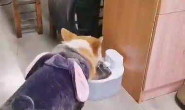 Запыхался пёсик