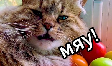 Царица томатов