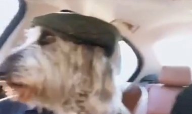 Когда животных не пускают в такси.