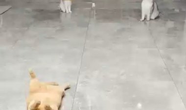 Волейбол с котами