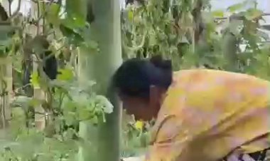 Время собирать урожай