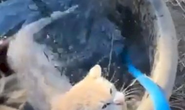 Добрая лошадь.Как же это мило