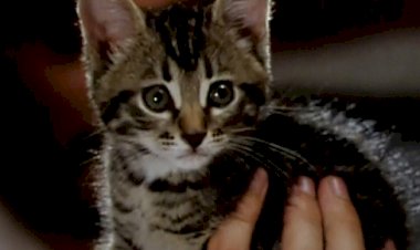 Фильм "Котёнок" 1996