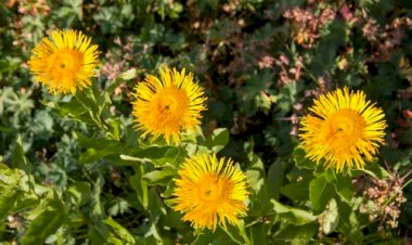 Девясил на закате