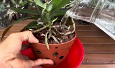 Простые копеечные средства для выращивания орхидеи дома