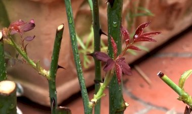 Черенки роз: как достичь успеха в их укоренении с помощью природных средств