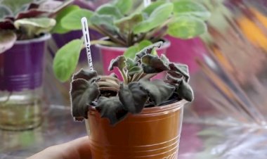 Как правильно украсить свой дом растениями: советы от флористов