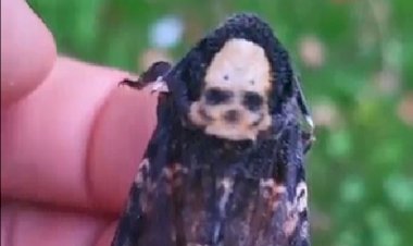 Бабочка мёртвая голова