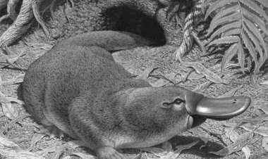 Животные нашей планеты. Утконосы