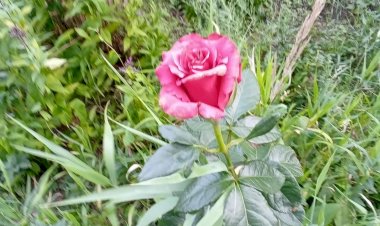 Честно про мою домашнюю флору