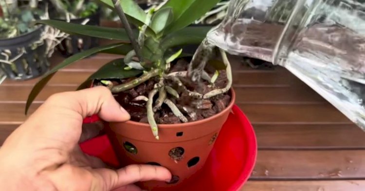 Простые копеечные средства для выращивания орхидеи дома
