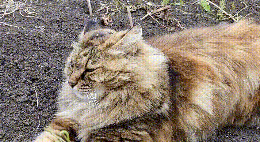 Кошкин кайф