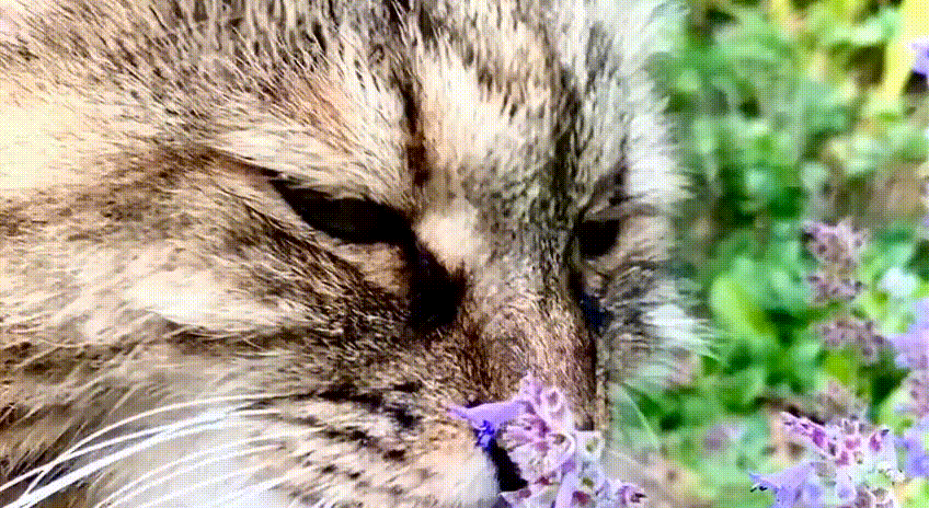 Курбобиха и котовник. И за что они его любят?