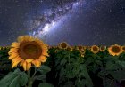 Ночные Подсолнухи)