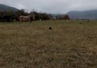 Шанти-футболистка