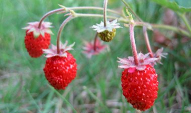 А Вы ели землянику в сентябре 3