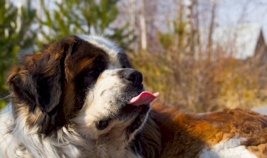 Хрюн бернарский, или один из друзей курбобихи