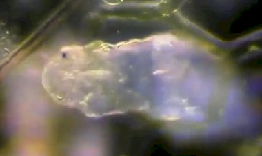 Тихо ходит тихоходка...