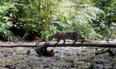 Ленивец против оцелота: кто кого?