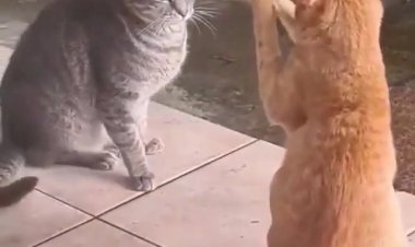 Кошачий гипноз.