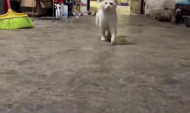 Он такой важный.