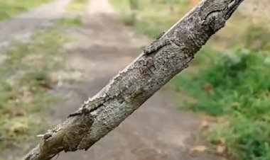 Ты палочника видишь? А он есть!