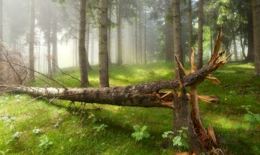 После урагана