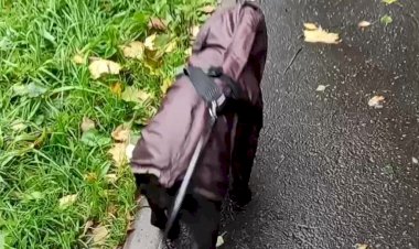 Гномики снова в городе