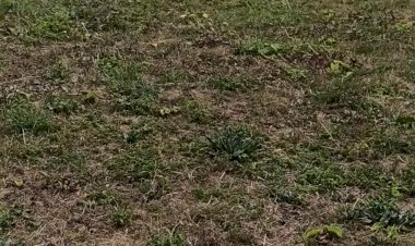 Полмячика - любимая игрушка