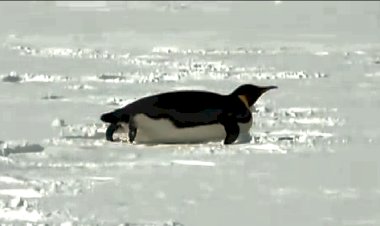 Пингвины: как тюлени, только в перьях