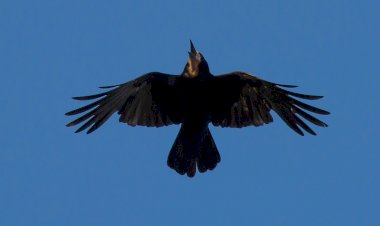 Мой лучший друг Грачик