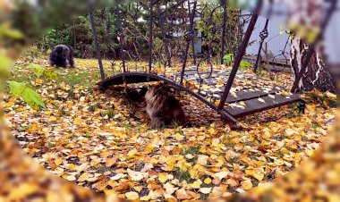 Как кошка с собакой - душа в душу! Трогательные и милые