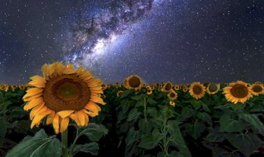 Ночные Подсолнухи)