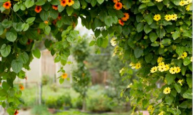 Крутые цветы-альпинистки!