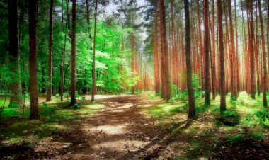 Иду погулять в лес