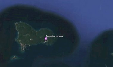 Кошачий остров в Японии