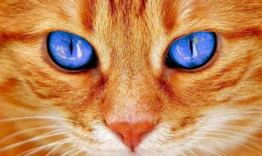 Как окрас вашей кошки влияет на вашу судьбу