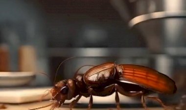 Борьба с тараканами