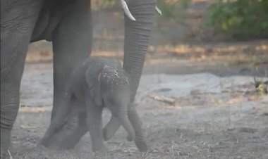 Слонёнок родился