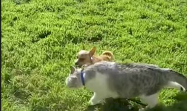 Собачка Забияка