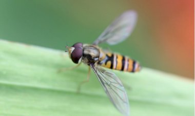 РАСТЕНИЯ, КОТОРЫЕ ОТПУГИВАЮТ НАСЕКОМЫХ И ВРЕДИТЕЛЕЙ ОТ САДА