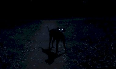 Как мой пес меня с того света вывел. Мистическая история