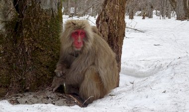 Самая северная обезьяна