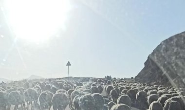 Ох уж эти барашки