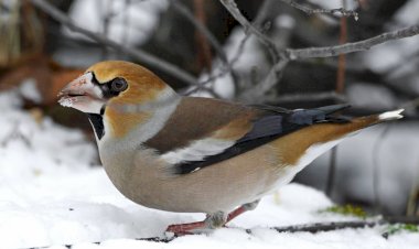 Сезон столовых для пернатых пора открыть !
