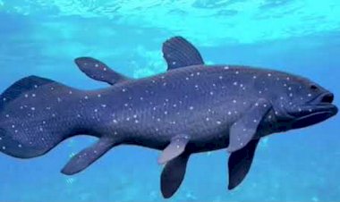 Существо с семью конечностями? Наша несостоявшаяся эволюция